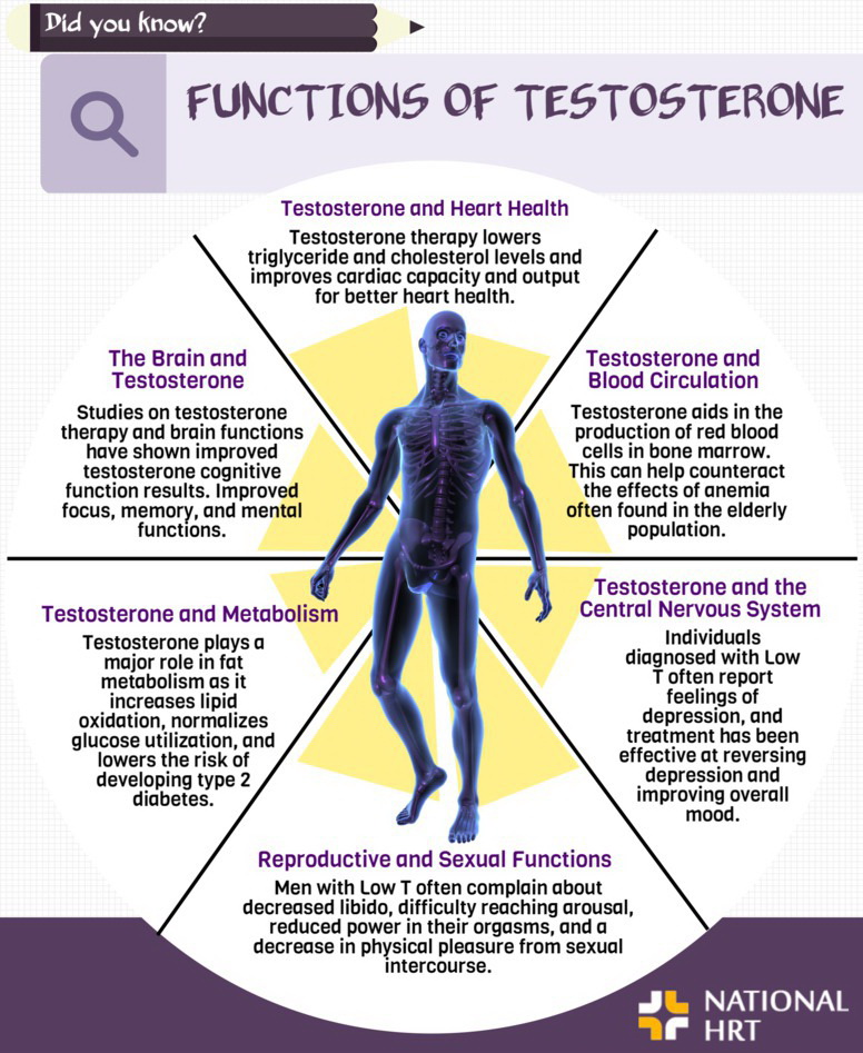 Functions of testosterone