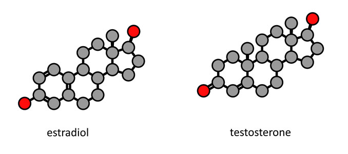 Transformation of Testosterone into Estradiol in Women