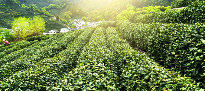 Effects of Green Tea