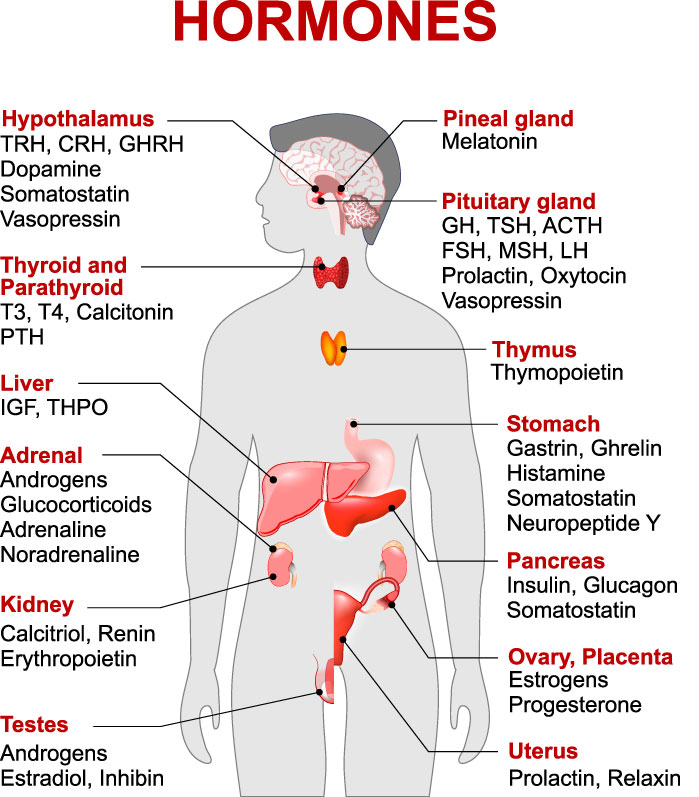 Types Of Hormones Illustration