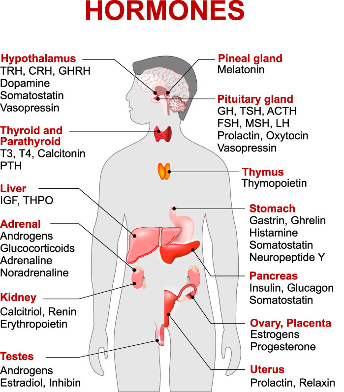 presentation on topic hormones